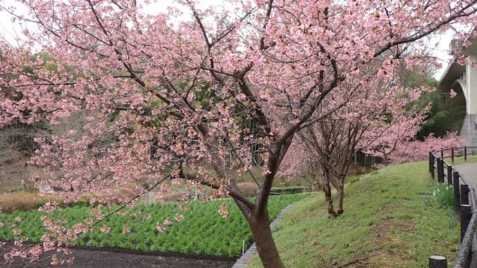 2年ぶりの河津桜