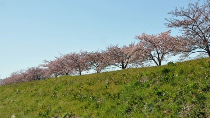 春日部市の河津桜