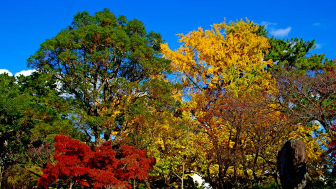 駿府城公園の木々の彩り