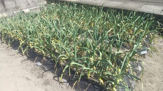 ニンニク 順調に生育中