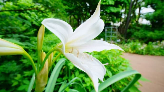 クリナム、テリハノイバラ、ヤマホタルブクロ・・・(板橋区立赤塚植物園 2025.6.8撮影)