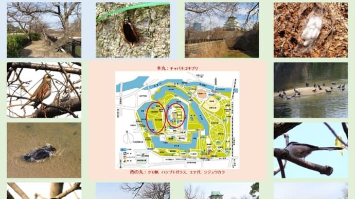 大阪城公園・本丸から西の丸庭園
