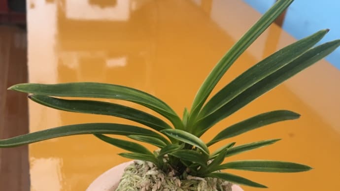 富貴蘭　吟遊？