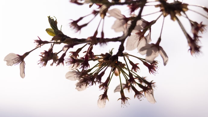 桜・さくら・SAKURA
