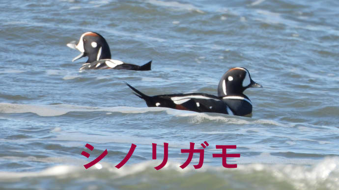 白尾から志賀町-シノリガモ