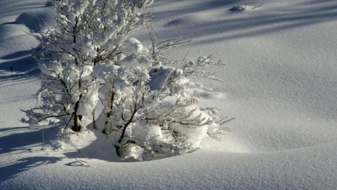 雪も落ちついたみたい。ｼｸﾗﾒﾝ