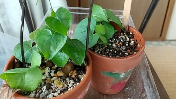 亀甲竜とアデニウム 今度こそ~