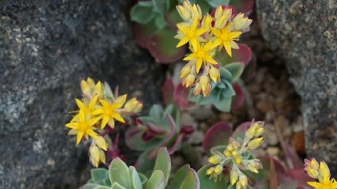 つくば植物園の華花⑨：セダム