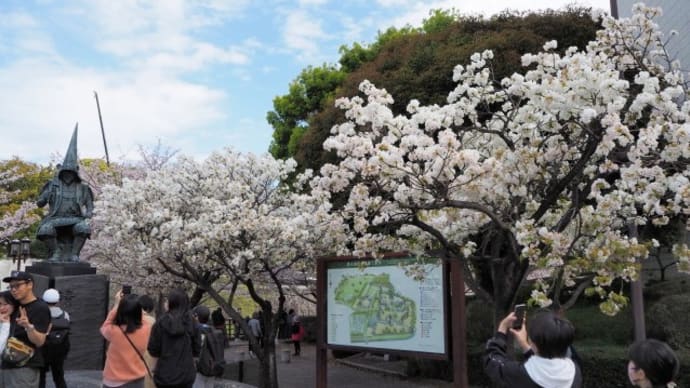 熊本城内から熊本市内千原桜探訪