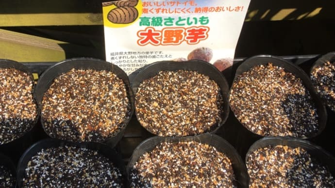 大野芋＝里芋の種を撒きました。今日も畑作業。
