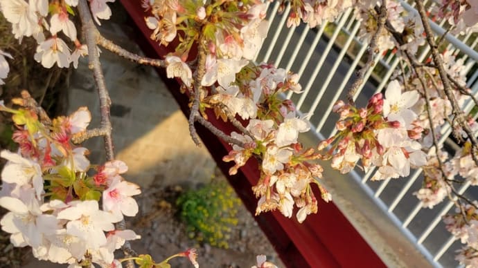「明日から新年度~桜の巻1~」