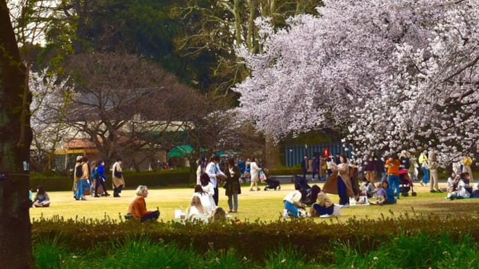 《桜メドレー 》in 新宿御苑
