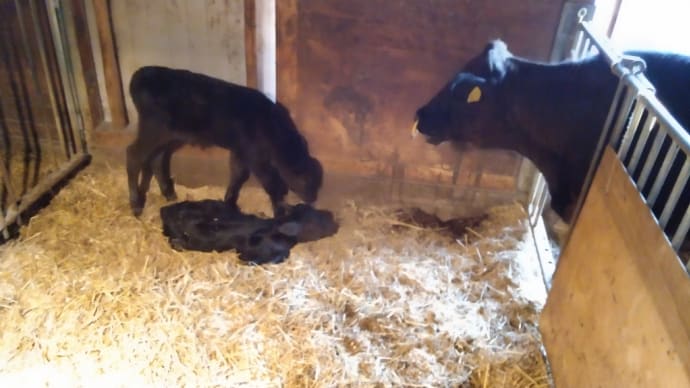 2024/04/26　４月生まれ２頭の子牛の同居開始、耳標装着。