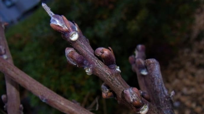 フジ(藤)の冬芽・クズ(葛)の実・エゴノネコアシの抜け殻・俳句鑑賞