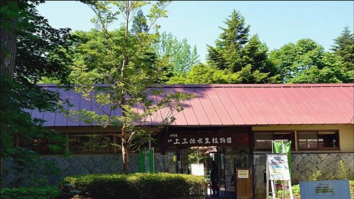 「上三依水生植物園」 ヒマラヤの青いケシ