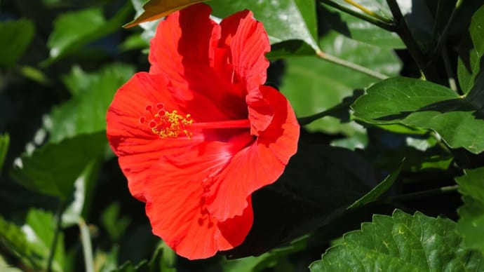 9月の終わりに京都府立植物園へ（PartⅢ）