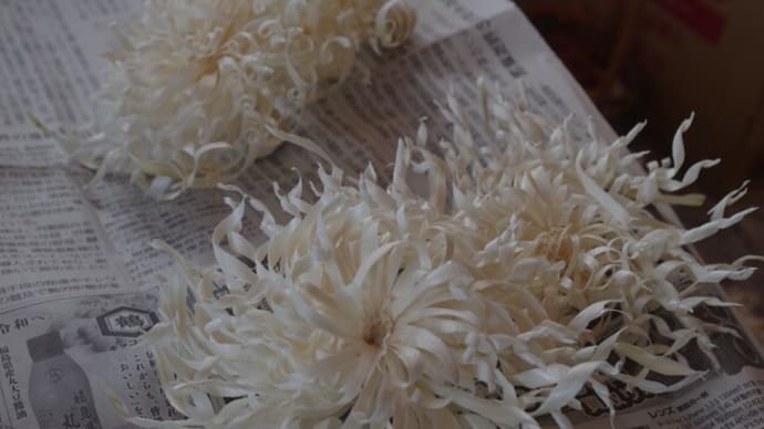 彼岸花作り その2(育休の思い出)