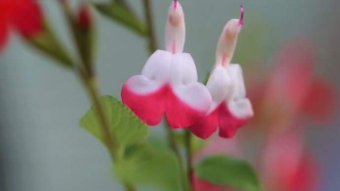 チェリーセージの花を撮る
