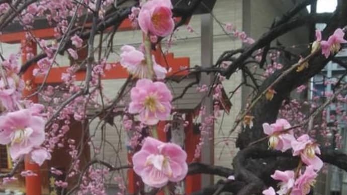 中矢田筋自治会館前の梅も散り気味。