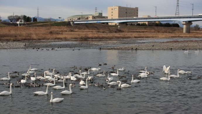 岩倉橋の白鳥
