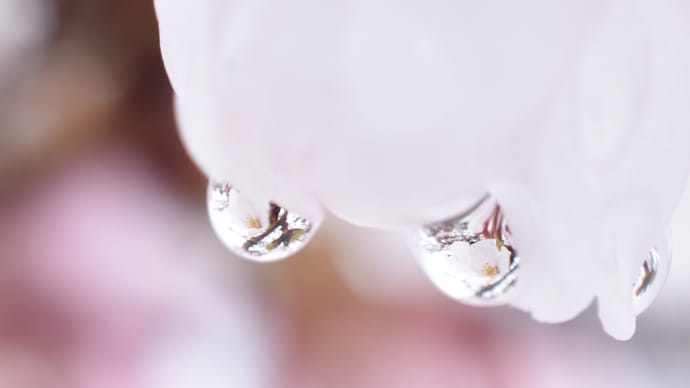 4、花を撮る~ミクロの世界を楽しむ~