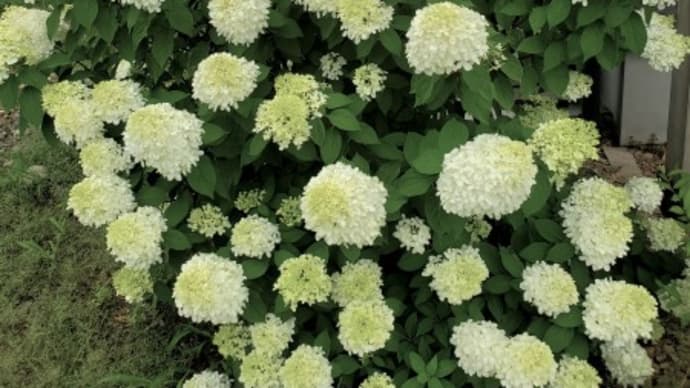 ノリウツギ ‘ミナヅキ’が最高そして風情ある花も