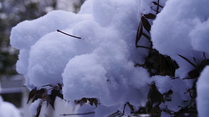 12月になりましたねぇ。