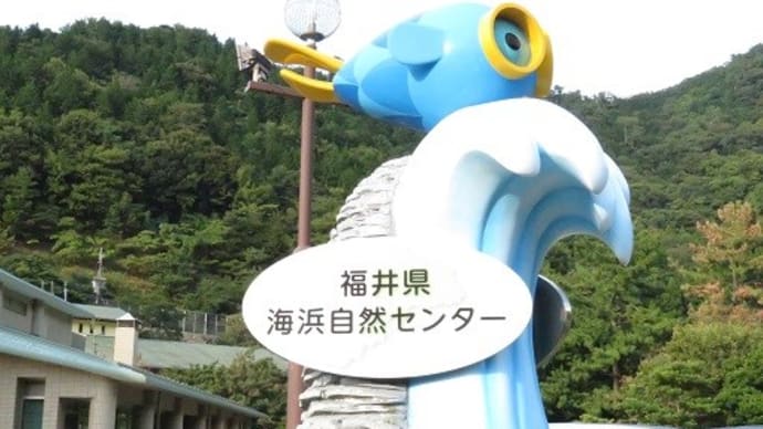 福井海浜自然センター 若狭の魚たち(2017年)
