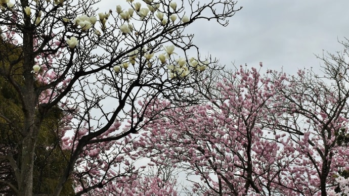 春めき桜狩り 神奈川県南足柄市千津島 ふくざわ公園(1)春めき桜とハクモクレン