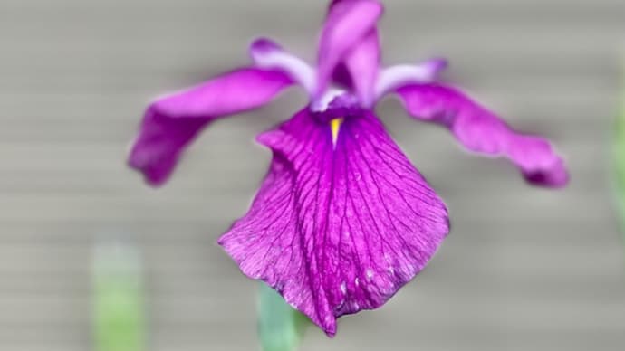 花菖蒲もだいぶ終わってきましたが、まだ咲くのもあるみたい