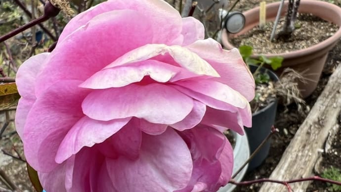 バラ以外の花が地味にちらほら咲いている