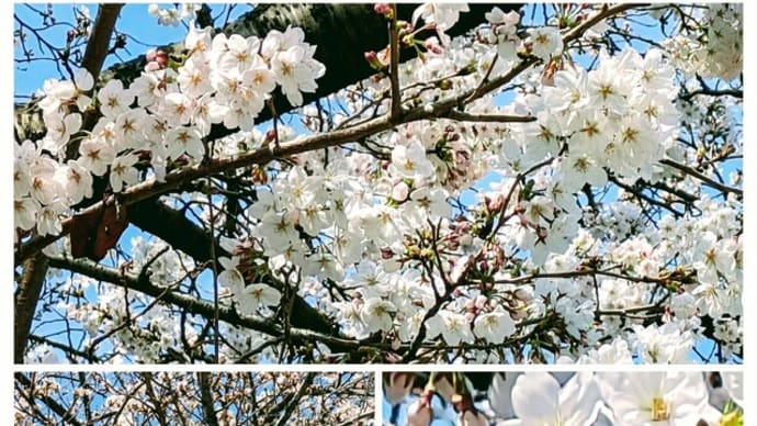 私の桜と、夫作チーズクリームパスタでランチ🌸