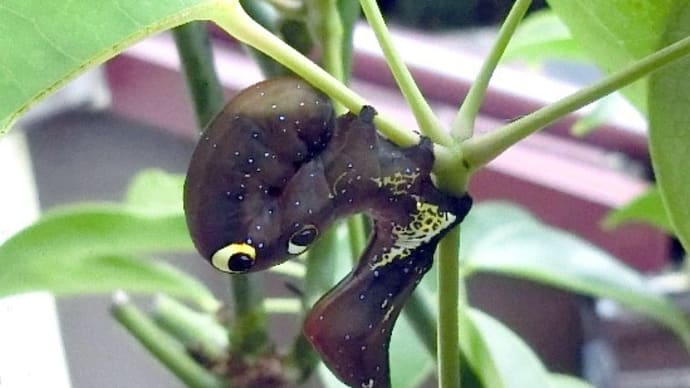 大形ガ幼虫編 ムベにアケビコノハ幼虫が、キイロスズメ幼虫に緑色と茶色型がいる。