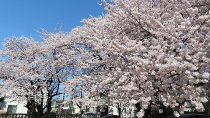 ★のどかな花見日和に けん騒の春選挙