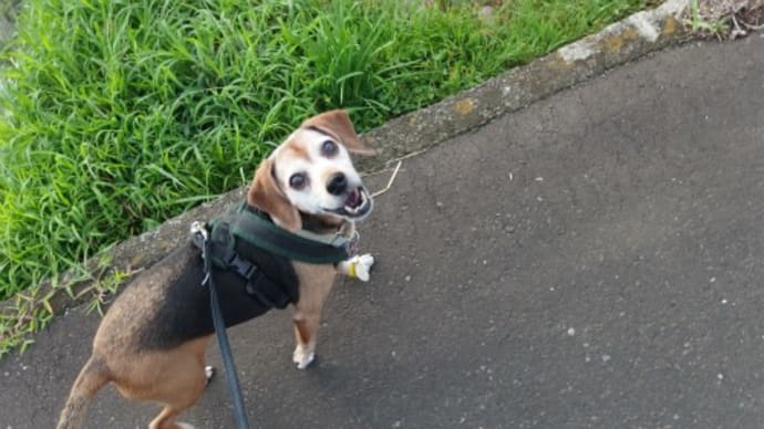 もうすこし犬に寄り添ってみませんか?