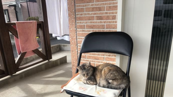 きょうの猫さんたち