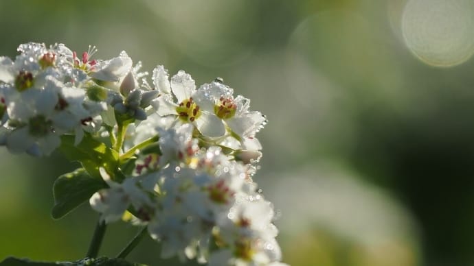 玉ボケと水滴......蕎麦の花
