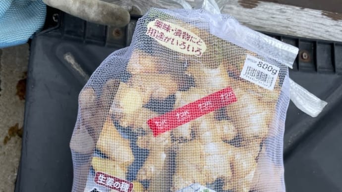 2024年4月2日：生姜を植えました。