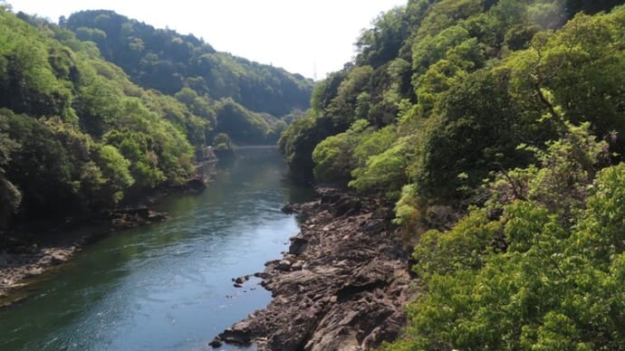 新緑萌える宇治川散歩(3)ヤエヤマブキに間に合った