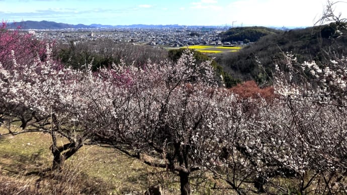 観梅してきました