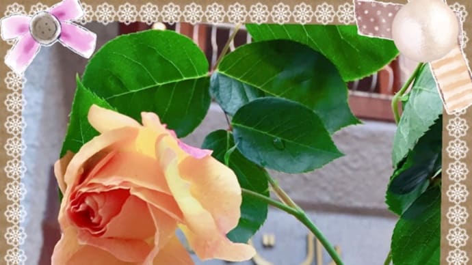 みずみずしいバラの花が届きました