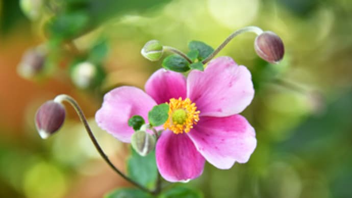 庭の秋明菊