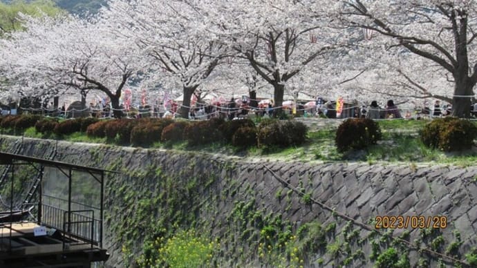 「満開の花見!」