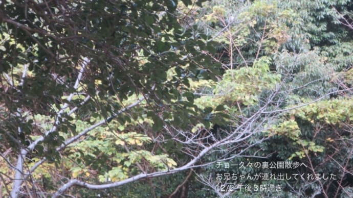 12/2 裏公園散歩から