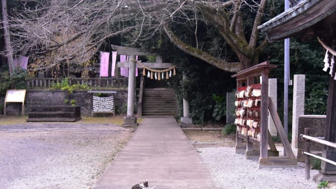 前玉神社と皇帝ダリア
