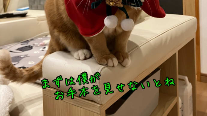 Merry christmas 〜王宮のニャンタクロース達〜