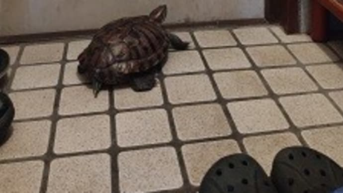 お見送りカメチ