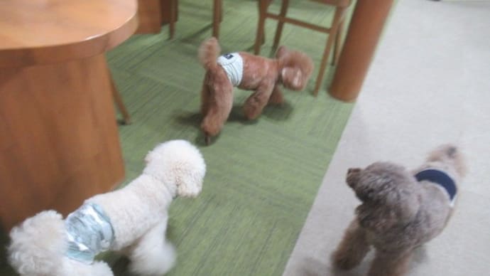 2023/04/08 犬の幼稚園BuddyDog