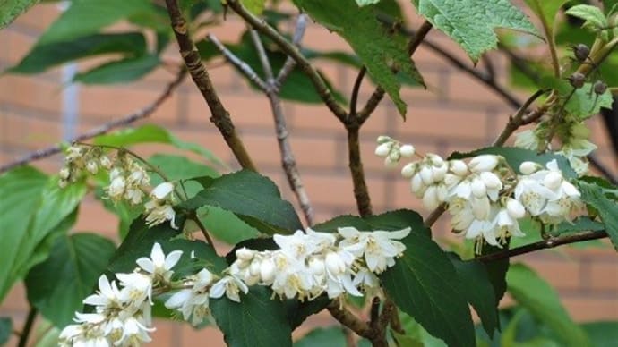 夏は来ぬ