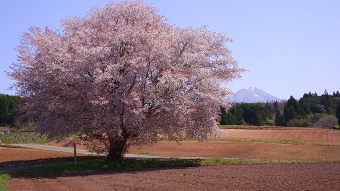 【続】田住の一本桜